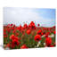 Coquelicots rouges sous un ciel bleu vif - reproduction de photo sur toile tendue-19240316