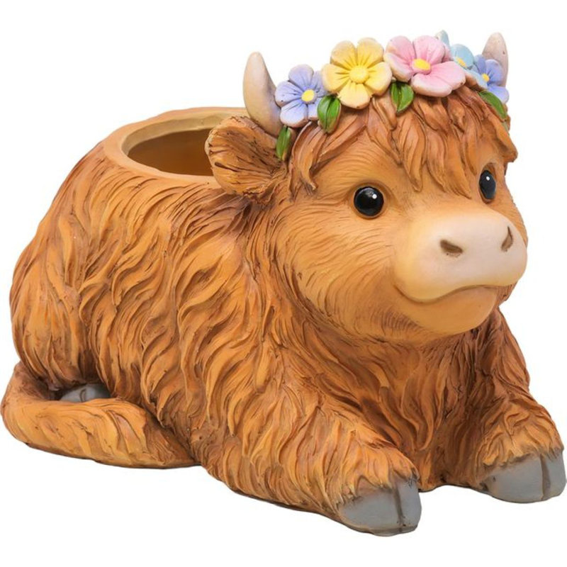 Vache Highland