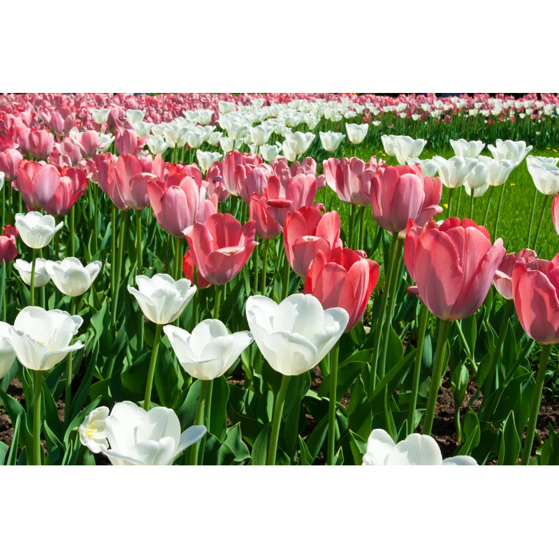 Crimora Tulip Flowers - Wrapped Canvas Print, 30cm H x 46cm W x 3.8cm D