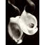 Two Callas-1049415761