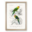 Parrot Illustrations by Charles dOrbigny - Framed Print-55578391-55578386