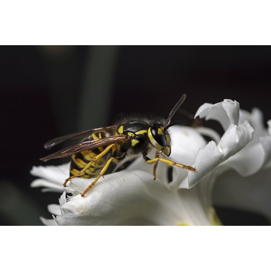 Vespula Vulgaris von Scubaluna - Kunstdrucke auf Leinwand