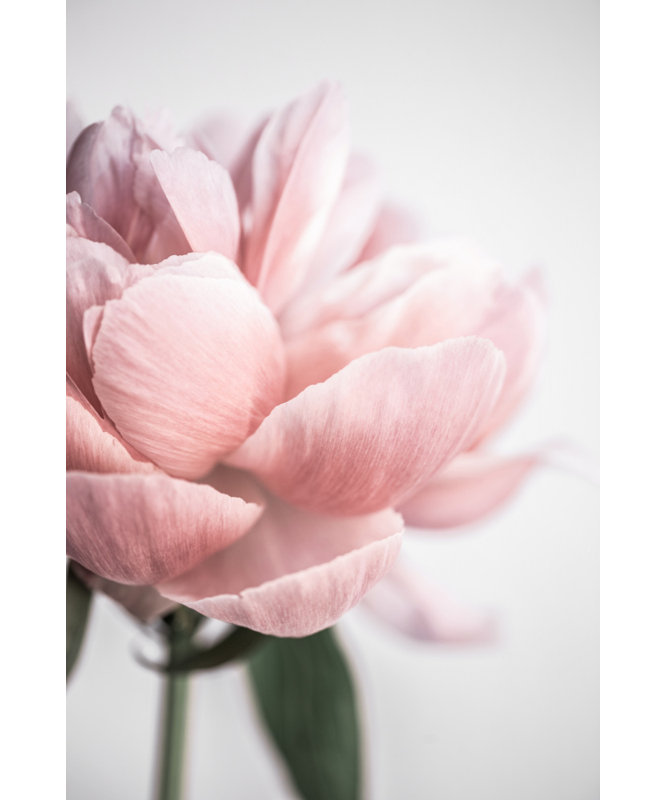 1 Piece Wrapped Canvas Wall Art, 50.8cm H x 76.2cm W