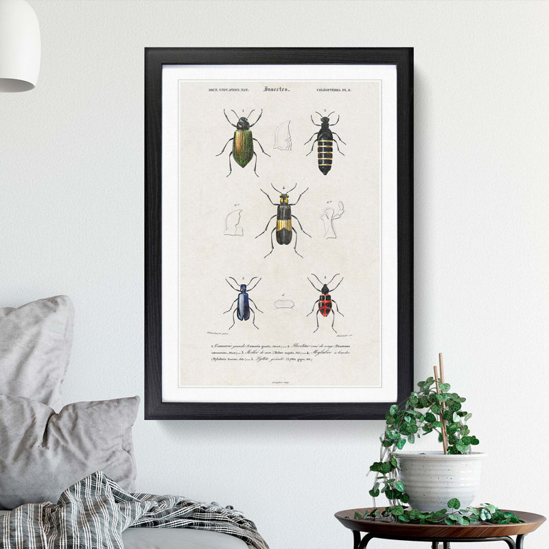 Beetle Illustrations PL.8 1 Piece Single Picture Frame Wall Art, 45cm H x 33cm W x 2cm D, Black Framed