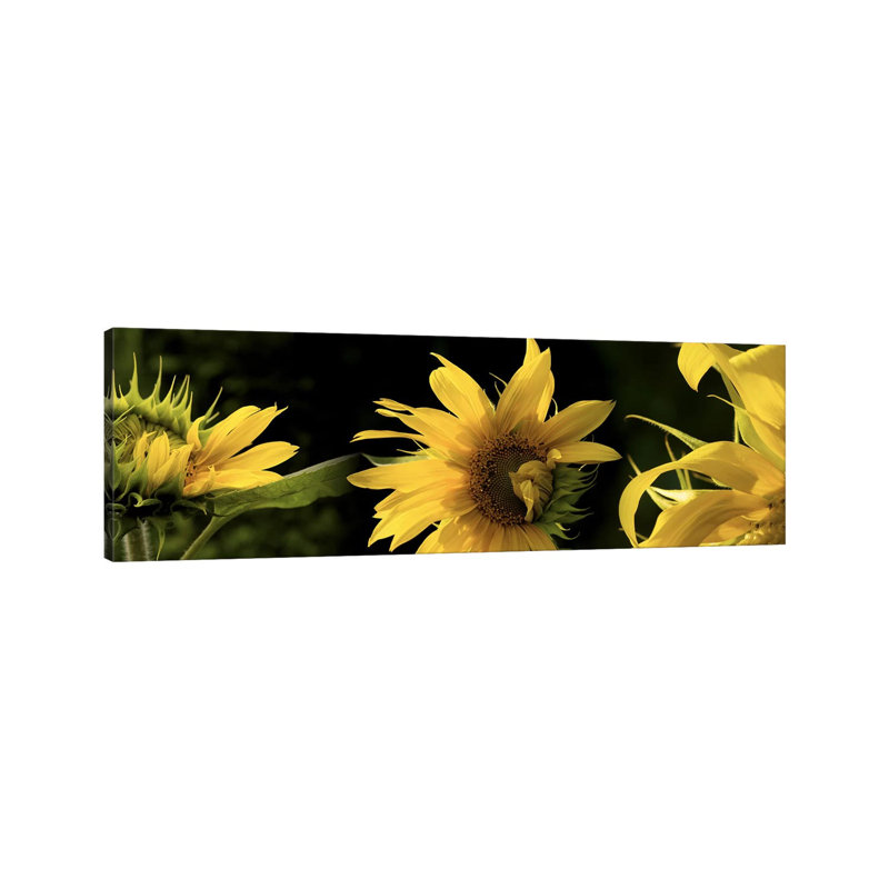 Sunflowers - Wrapped Canvas Panoramic Print, 121.92 cm H x 40.64 cm W x 3.175 cm D