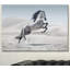 Photographie d'un cheval blanc au galop-35105337-35105343