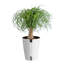 Ponytail Palm 15" Live Plant in Geometric Pattern Pot-581632010
