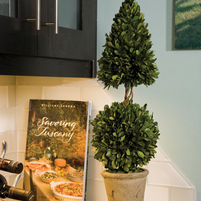 Swader 25'' Boxwood Topiary in Ceramic Pot