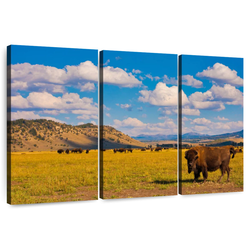 Bison de Brampt dans le parc national, H 24 po x l 38 po
