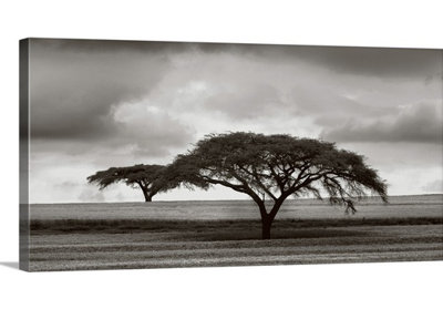 Jorge Llovet " Acacia Trees "
