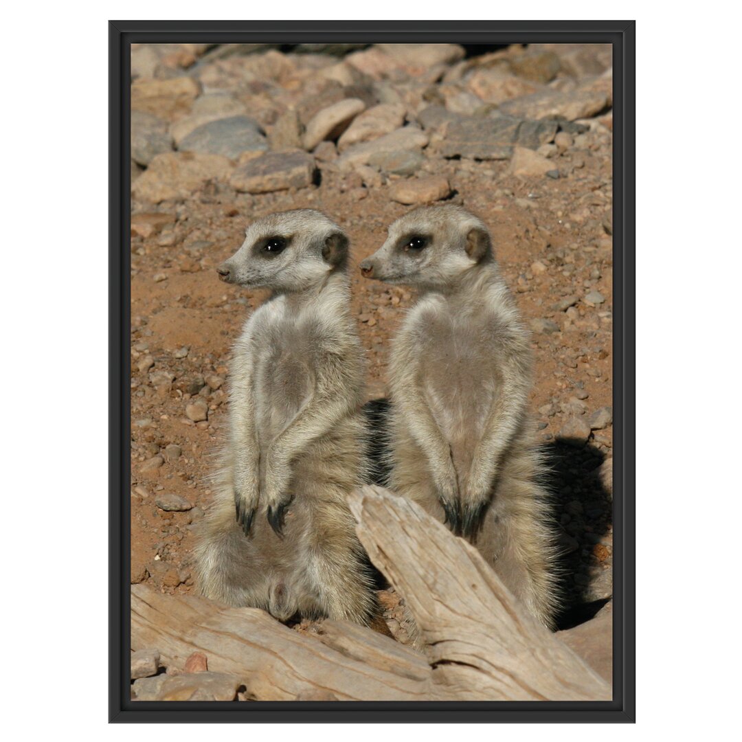 Gerahmtes Wandbild kleines Erdmännchen Rudel