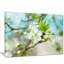 Beautiful Cherry Blossom n Spring - Reproduction de photo sur toile tendue-20879363