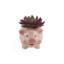 Ensemble de 2 plantes agave en céramique porcine en céramique-414339880