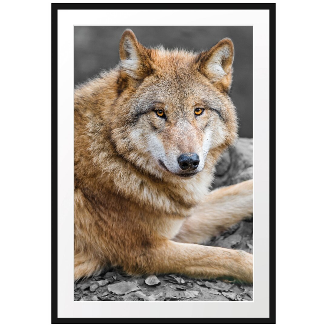 Gerahmtes Fotoposter "Stolzer Wolf auf einem Stein