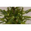 Alberta Green Spruce Artificial Christmas Tree with Warm White Lights with LED-259148129