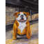 «Sourire bouledogue - Orange, salon, décoration encadrée»-119717382