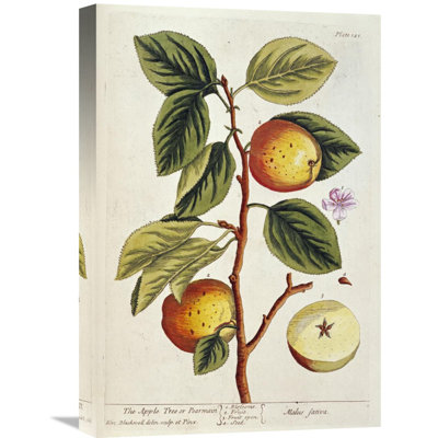 " Apple Tree " by Elizabeth Blackwell