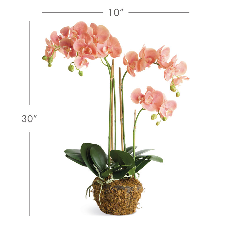 Barringer PHALAENOPSIS 30 po, 30"