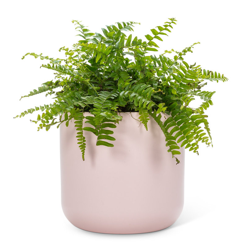 Ceramic Cachepot, 7" H x 7" W x 7" D, Pink