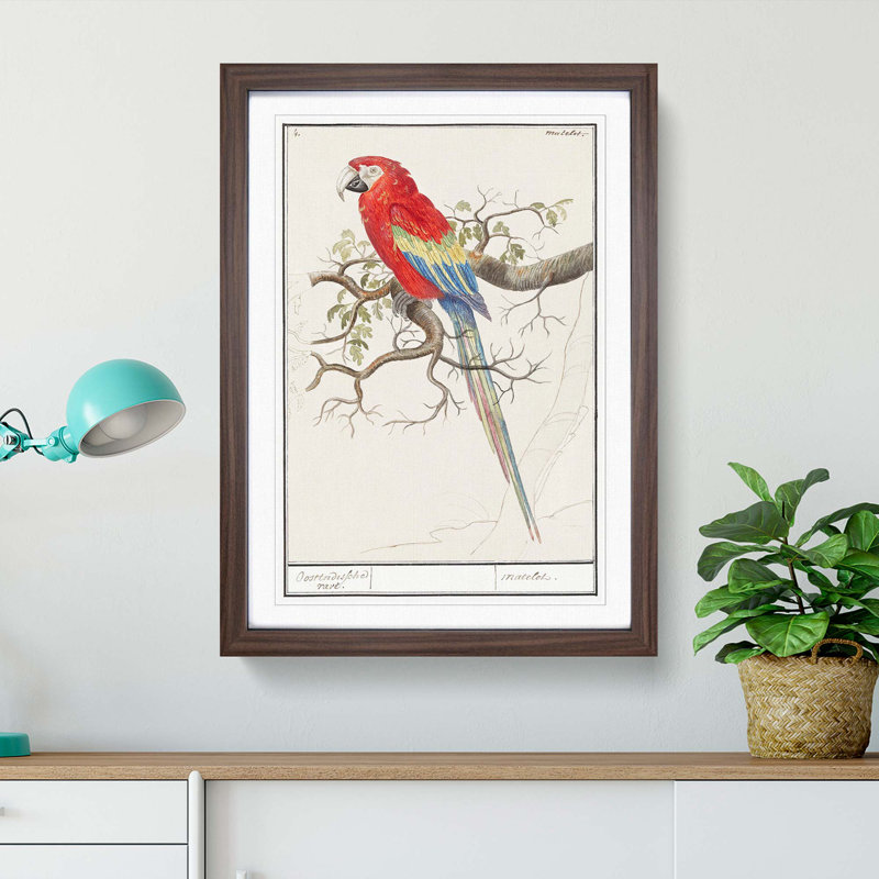 Scarlet Macaw Parrot by A.B. de Boodt - Picture Frame Painting Print, 36cm H x 27cm W x 2cm D, Walnut Framed