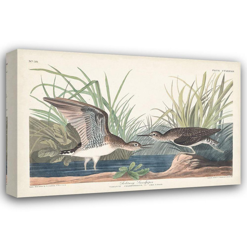 Alcott Hill® Audubon, John James Gallery, art sur toile tendue: Pl. 289 Bécasseau solitaire, H 13 po x l 18 po