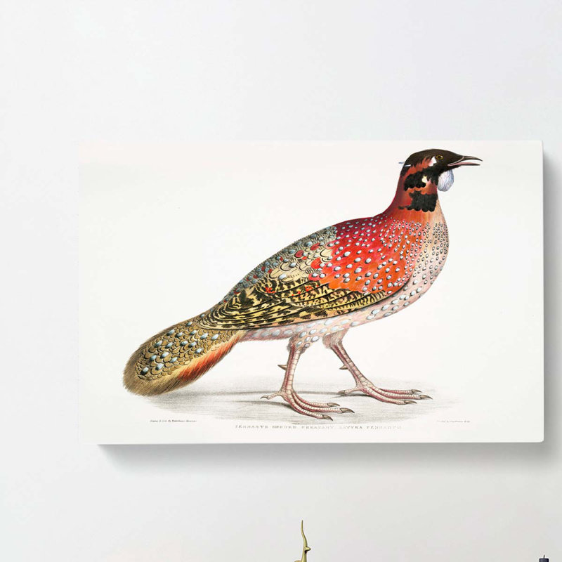 Pennants Horned Pheasant by John Edward Gray - Wrapped Canvas, 50cm H x 76cm W x 3cm D