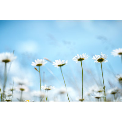 Daisy Meadow by Borchee