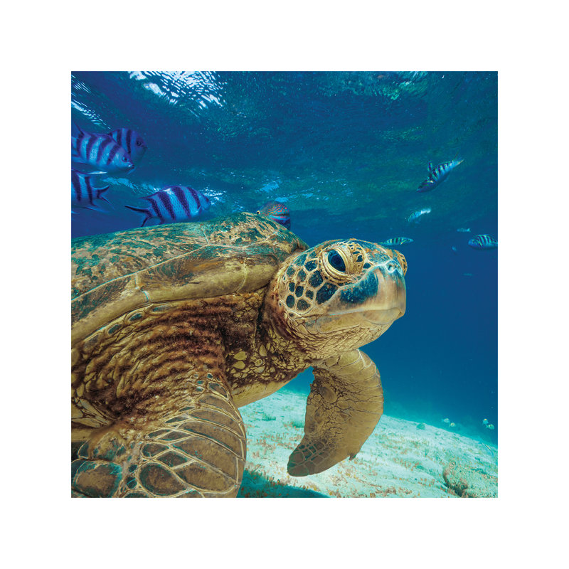Green Sea Turtle, Balicasag Island, Philippines 1 Piece Wrapped Canvas Wall Art, 93.98 cm H x 93.98 cm W x 1.91 cm D