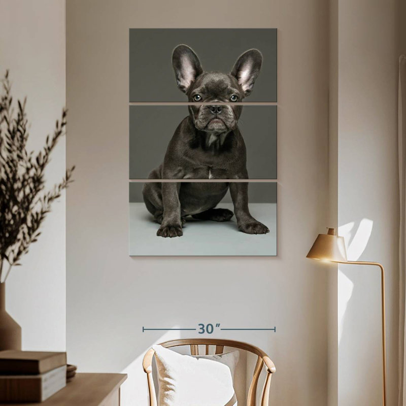 Chiot bouledogue français Brampt