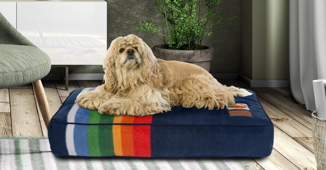 Make Your Pet Stylish and Comfortable