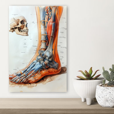 «Anatomical Leg and Skull», art mural rétro
