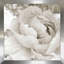 «Light Grey Flowers II» par Lanie Loreth - reproduction-31936564-32140901
