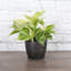 Marble Queen Pothos Plant in Pot-49662257