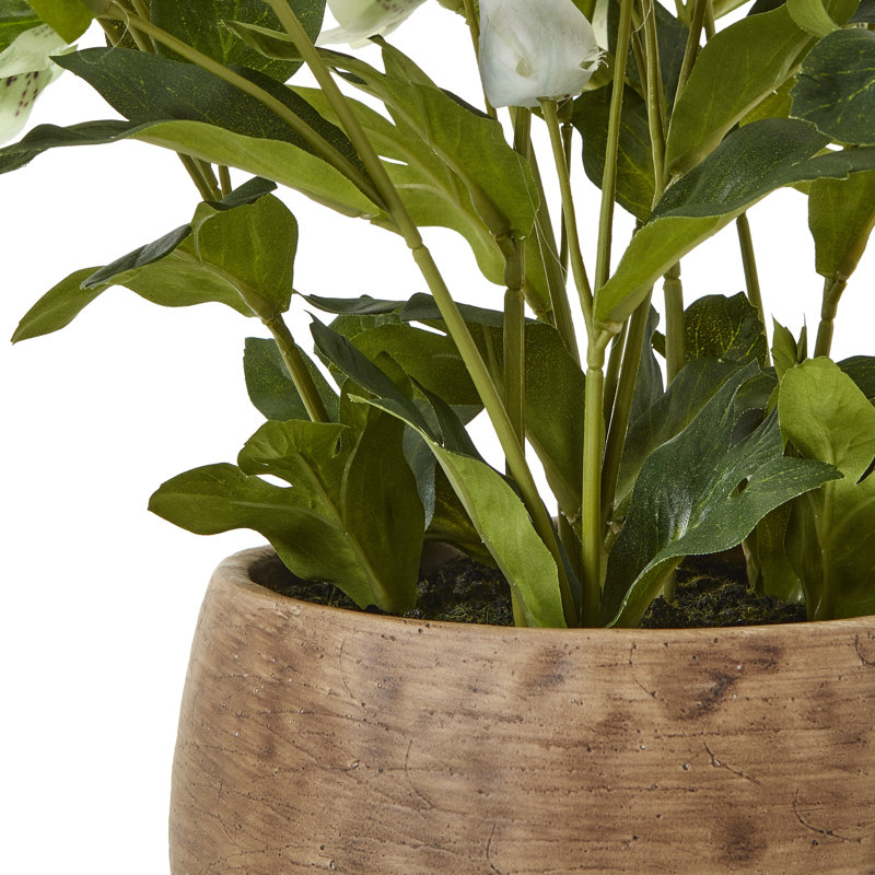 Hellebore Plant In Taupe Pot, Green, Brown