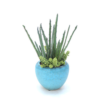 Aloès et plantes grasses en pot