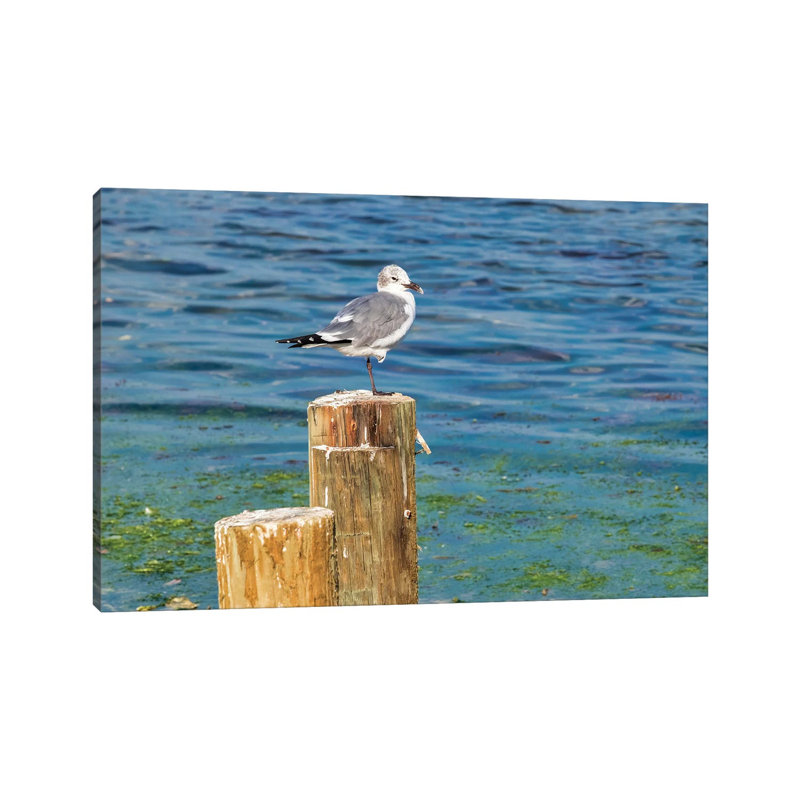 Seagull On A Piling, Florida, USA by Lisa S. Engelbrecht - Wrapped Canvas Gallery-Wrapped Canvas Giclée