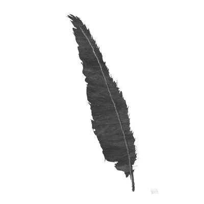 Plume noire VI noire
