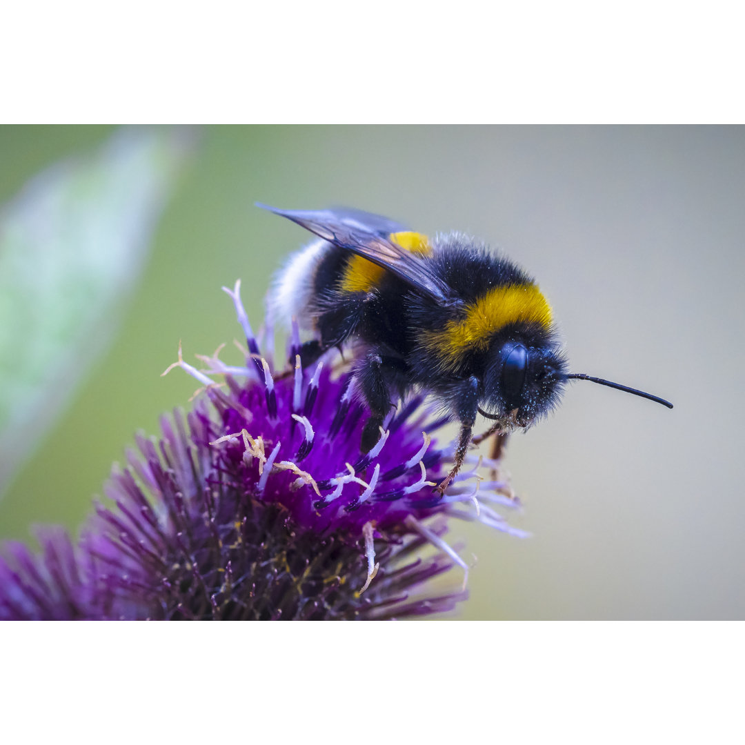 Close Up Of Bombus Terrestris von Close Up Of Bombus Terrestris - Leinwanddrucke