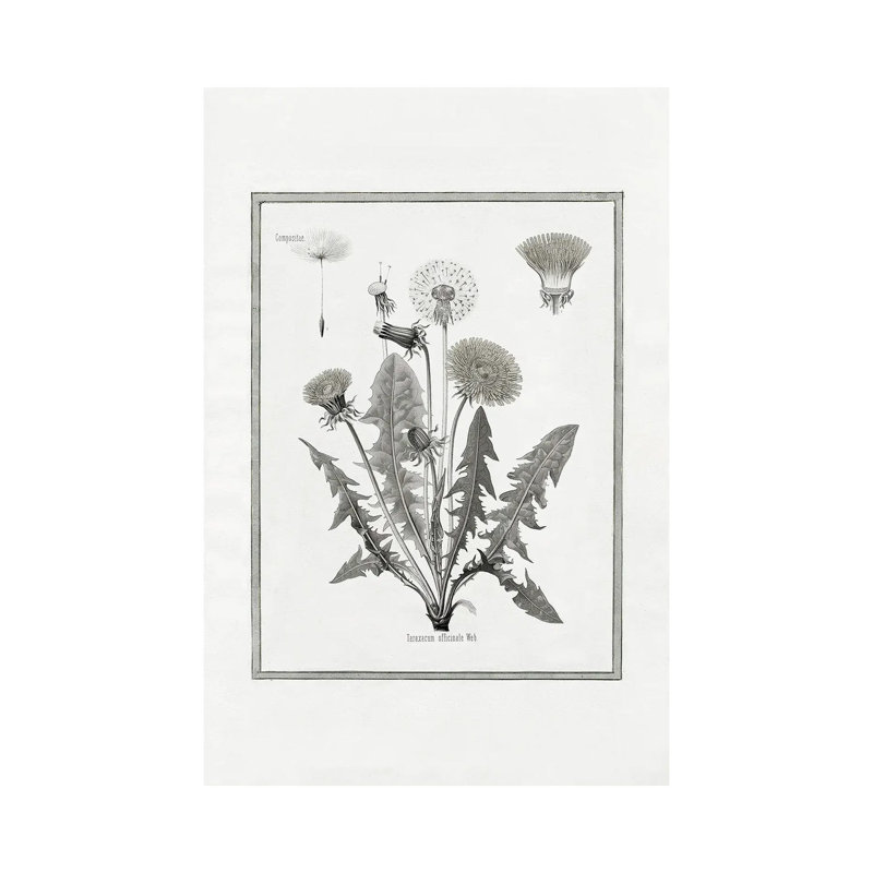 Dandelion I by Kelly Donovan - No Frame Gallery-Wrapped Canvas Giclée on Canvas, 30.48cm H x 20.32cm W
