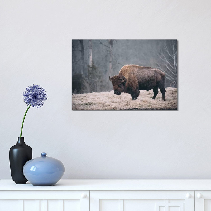 Solitary Bison II by Adam Mead - Wrapped Canvas Print, 30.48cm H x 45.72cm W