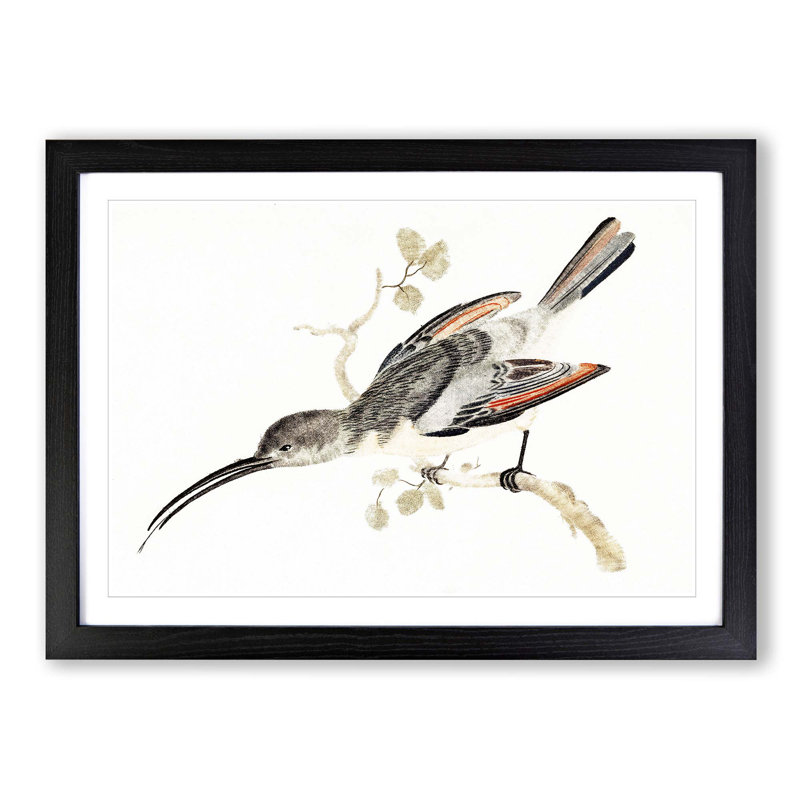 Hummingbird by Johan Teyler - Picture Frame Painting Print, 36cm H x 48cm W x 2cm D, Black Framed