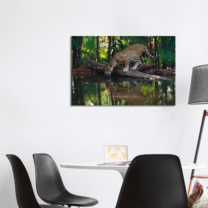 Jaguar Drinking, Belize Zoo, Belize by Gerry Ellis - Wrapped Canvas Print, 101.6 cm H x 66.04 cm W x 3.175 cm D