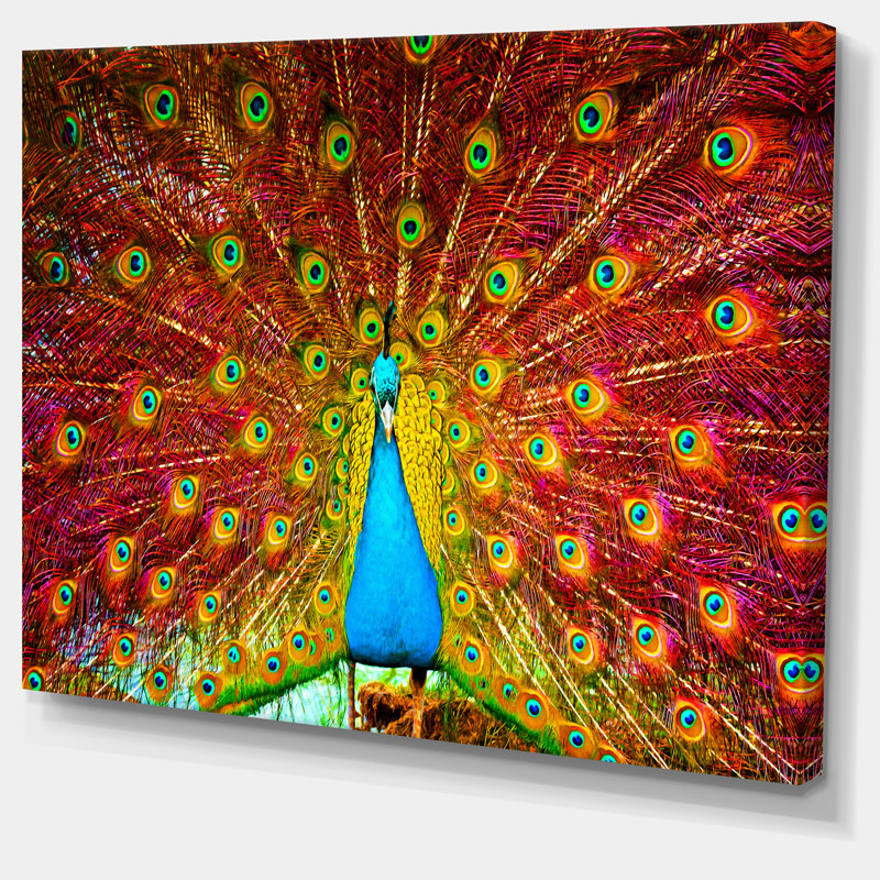 « peacock danse », reproduction d’impression sur toile tendue encadrée, H 8 po x l 12 po x P 1 po, Toile tendue