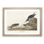 Sandpiper Birds by John Audubon - Picture Frame Painting Print-55601802-55601804