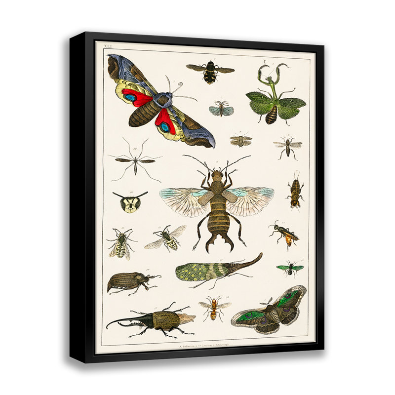 «Divers insectes», reproduction sur toile à cadre flottant, L 11 po x H 14 po