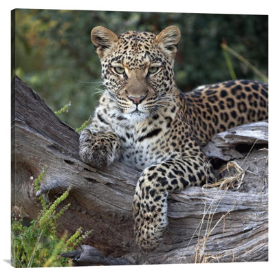 " Leopard Resting "