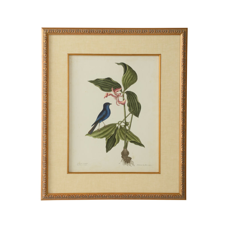 Catesby Bird and Botanical IV - cadre photo, impression