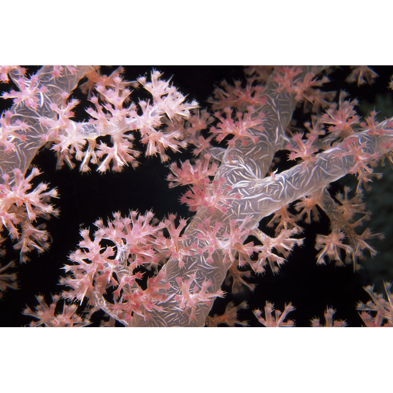 Delicately Pink - Vatu Passage, Fiji - Print on Canvas, 20 cm H x 30 cm W, Wrapped Canvas