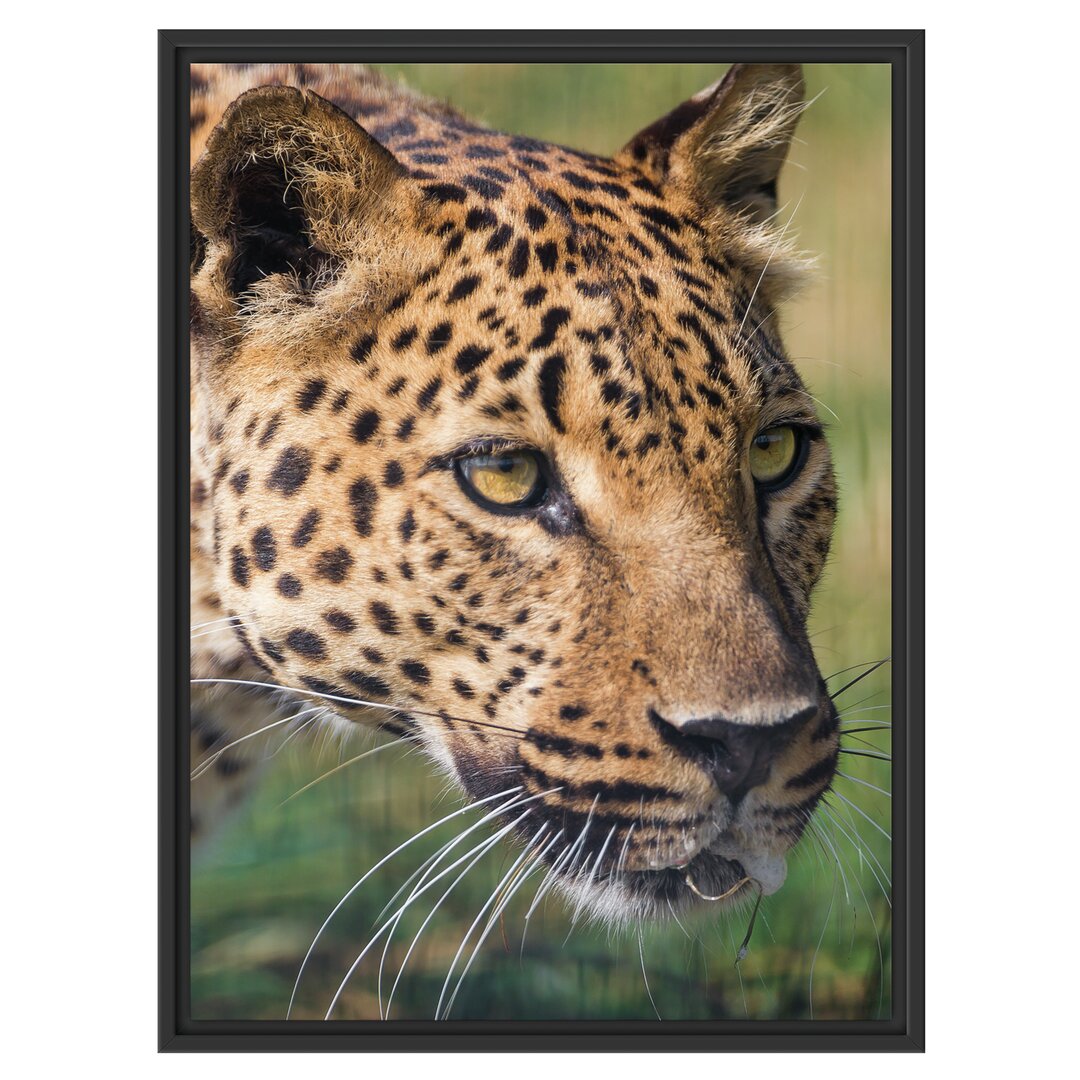 Gerahmtes Wandbild schleichender Leopard