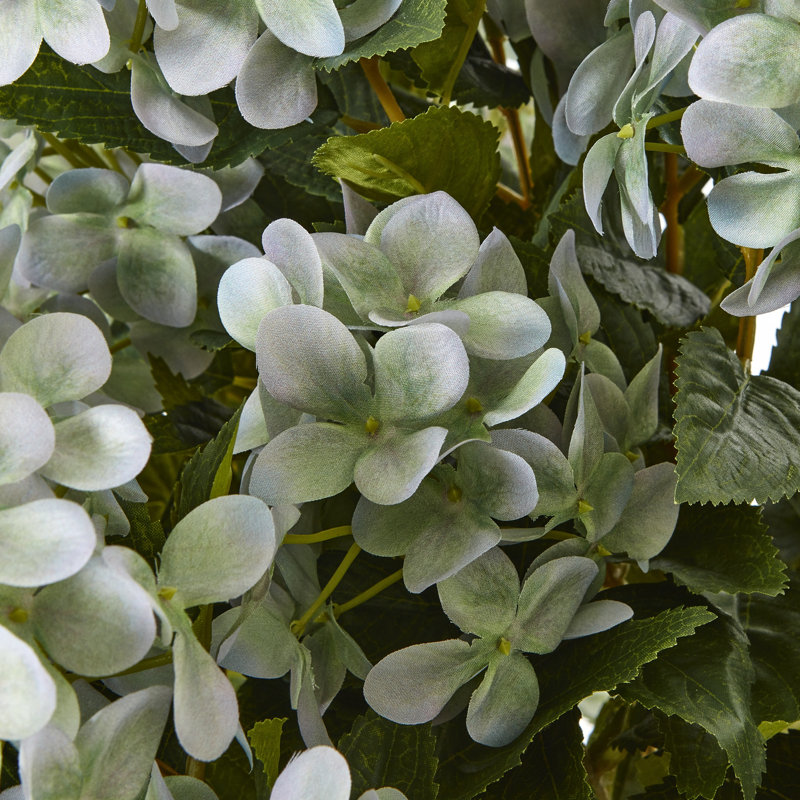 Large Hydrangea Plant In Pot, White